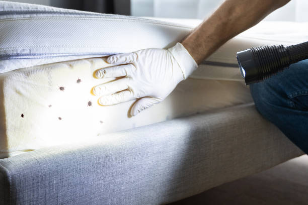 Best Rat Extermination Near Me  in Columbia City, OR