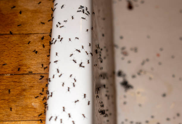 Best Best Pest Control Companies  in Columbia City, OR